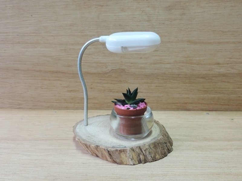 大自然的艺术 · 多肉植物 - 植栽/盆栽 - 植物．花 