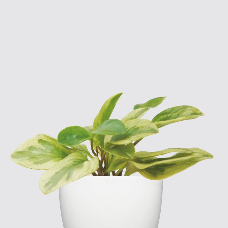 │ 犀力系列 │ 乳斑椒草 - 空气净化 招财 水耕植物 懒人盆栽 - 植栽/盆栽 - 植物．花 白色