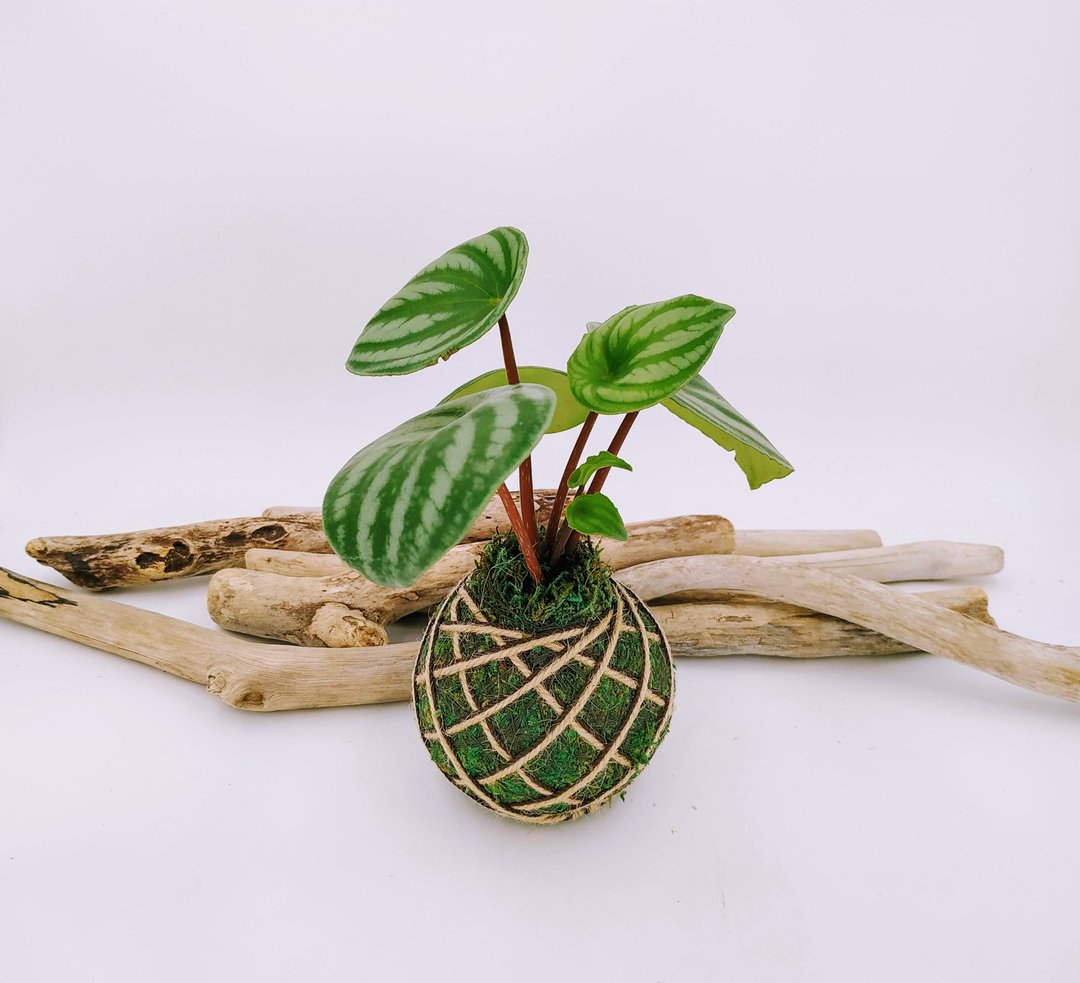 西瓜皮椒草苔球│窗边植物│观叶植物 - 植栽/盆栽 - 植物．花 绿色
