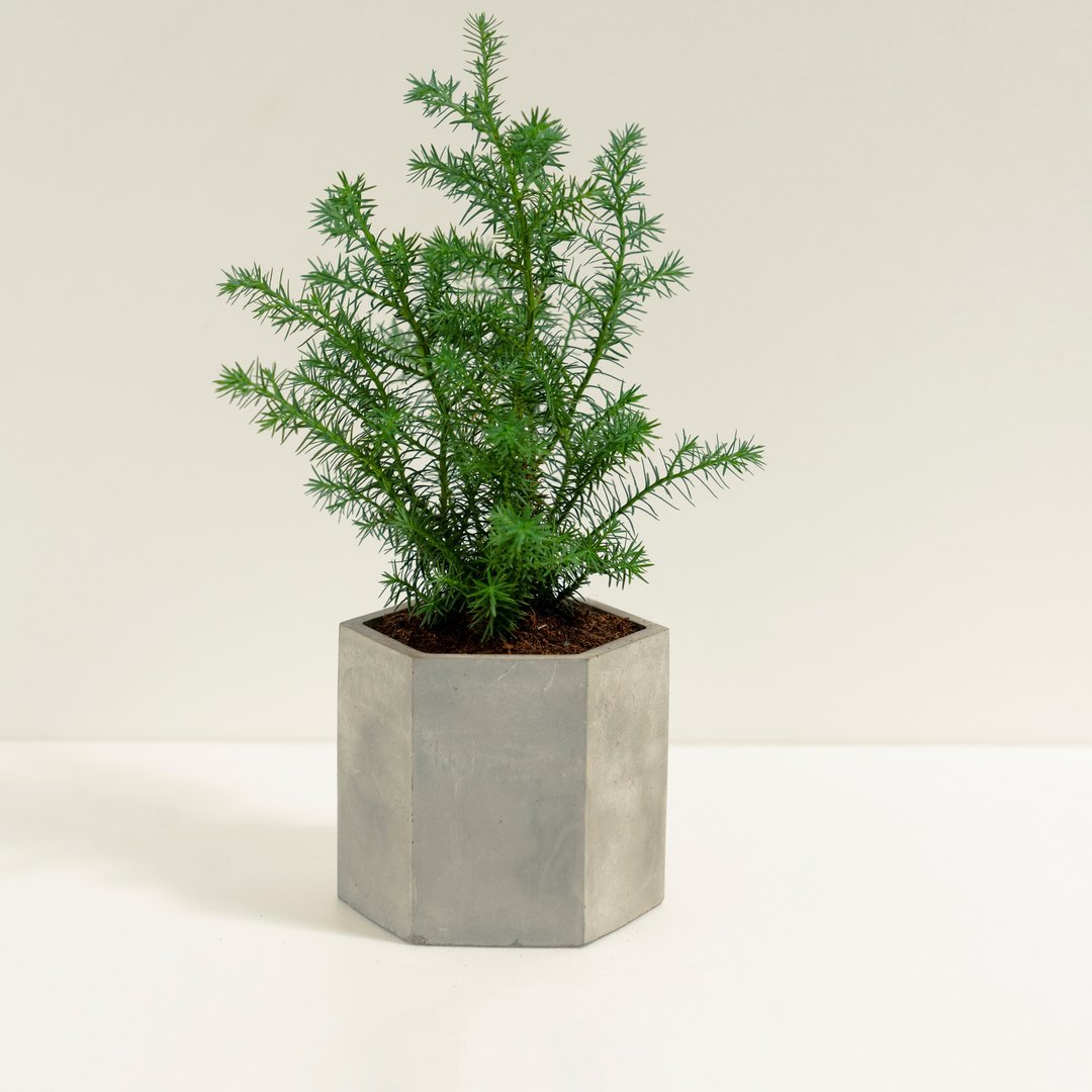 雪松│泥作系列│福所栽 - 植栽/盆栽 - 水泥 绿色