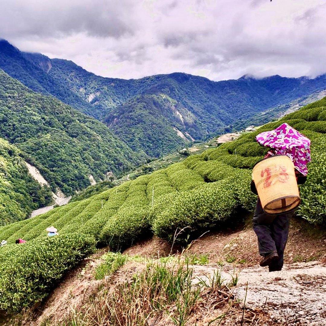 台湾梨山 甘露高山乌龙茶叶1斤 手采春茶 附精美环保礼袋 - 茶 - 其他材质 绿色