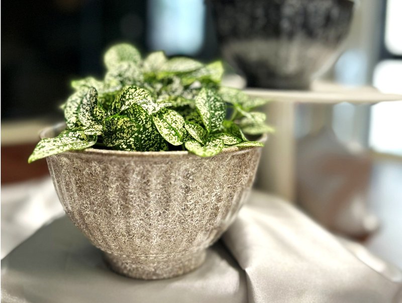 国产竹罗马纹花器 (6寸/碗型) - 植栽/盆栽 - 竹 黑色