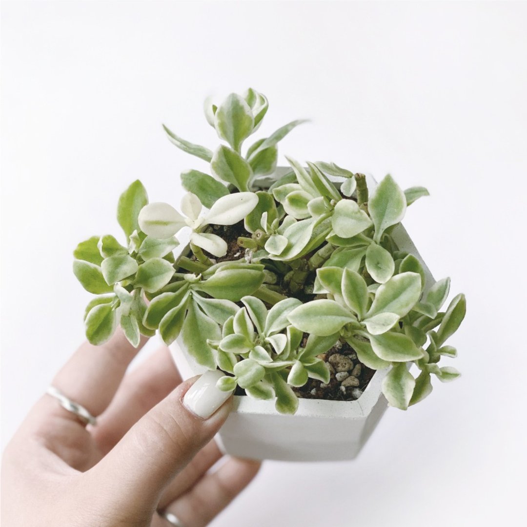 (预购) 白灰渐层系列 | 斑叶太阳玫瑰 六边形水泥多肉植栽 - 植栽/盆栽 - 植物．花 灰色