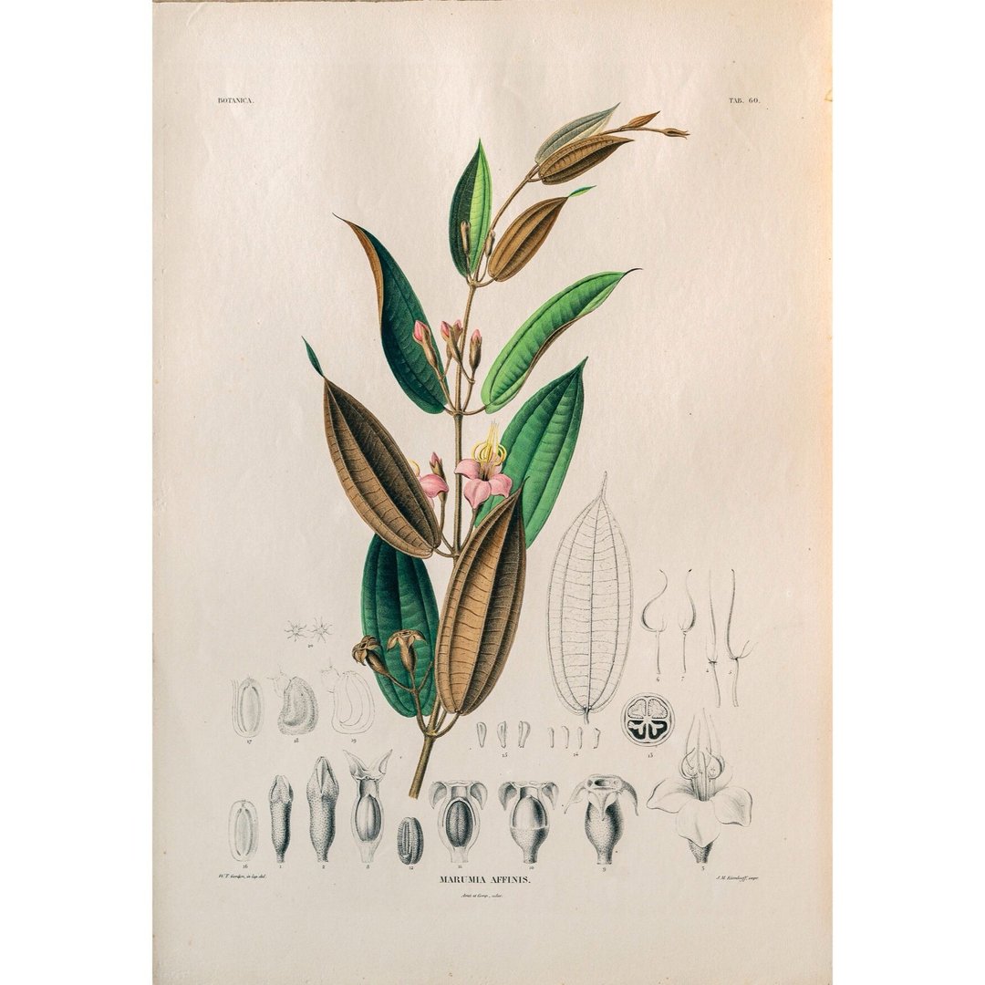 野牡丹科植物 Marumia Affinis - 植物图鉴-版画 - 海报/装饰画/版画 - 纸 