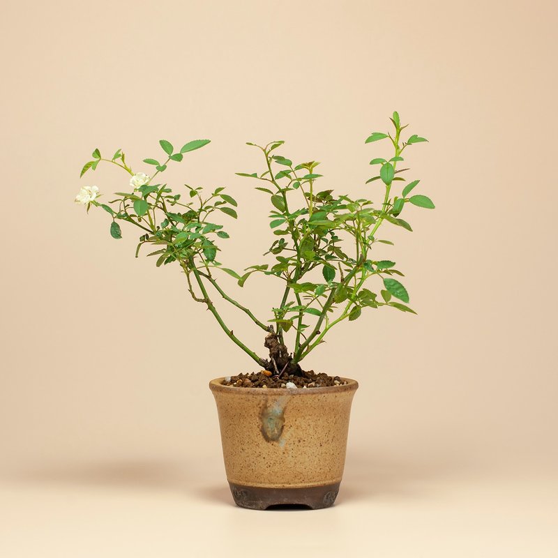 【日本植物】疗愈植物 办公室植栽 日本姫蔷薇 迷你玫瑰 - 植栽/盆栽 - 植物．花 