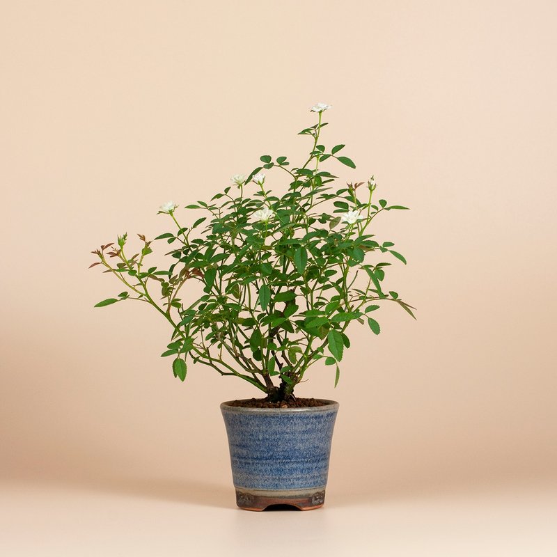 【日本植物】疗愈植物 办公室植栽 日本姫蔷薇 迷你玫瑰 - 植栽/盆栽 - 植物．花 