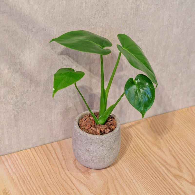 龟背芋 桌上型水泥盆栽 观叶植物 礼物 盆栽 交换礼物 植物 - 植栽/盆栽 - 植物．花 灰色