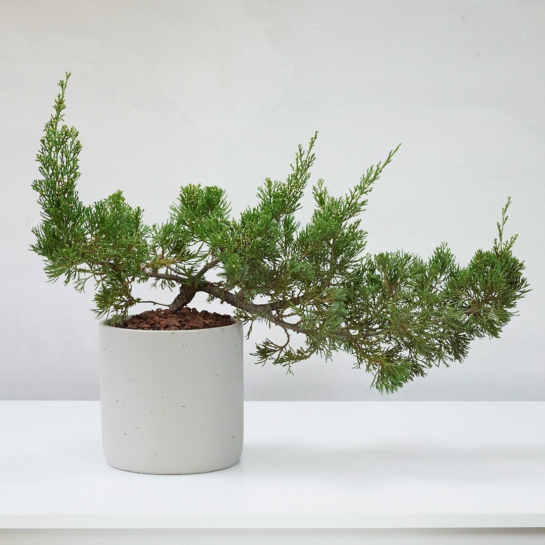 真柏 | 日晒系绿植生活 低调但超有个性 - 植栽/盆栽 - 植物．花 绿色