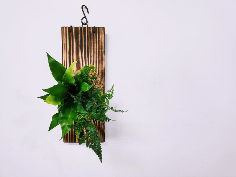组合绿植板植│室内植物│窗边植物│观叶植物 - 植栽/盆栽 - 植物．花 绿色