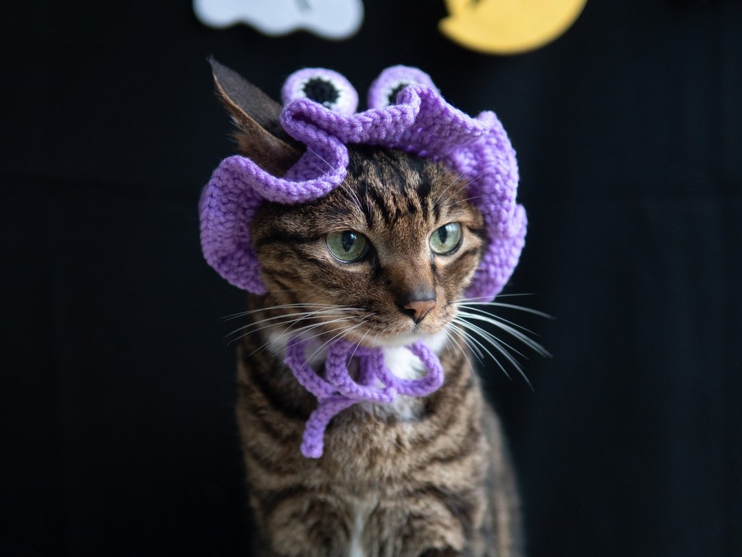 【万圣节限定系列】宠物围兜 猫咪 怪兽 大眼怪 帽子 - 项圈/牵绳 - 棉 紫色