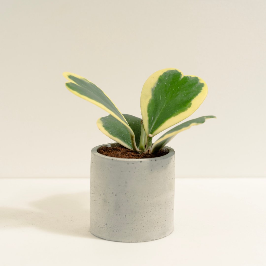 斑叶心叶球兰│泥作系列│福所栽 - 植栽/盆栽 - 水泥 多色