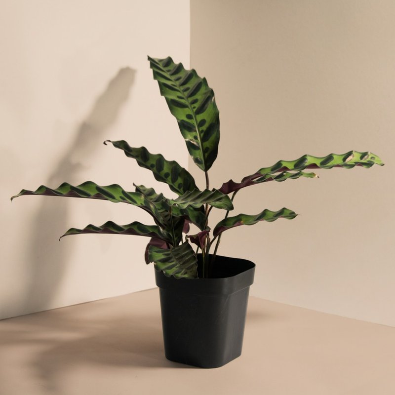 Insignis 猫眼_室内植栽 - 植栽/盆栽 - 植物．花 