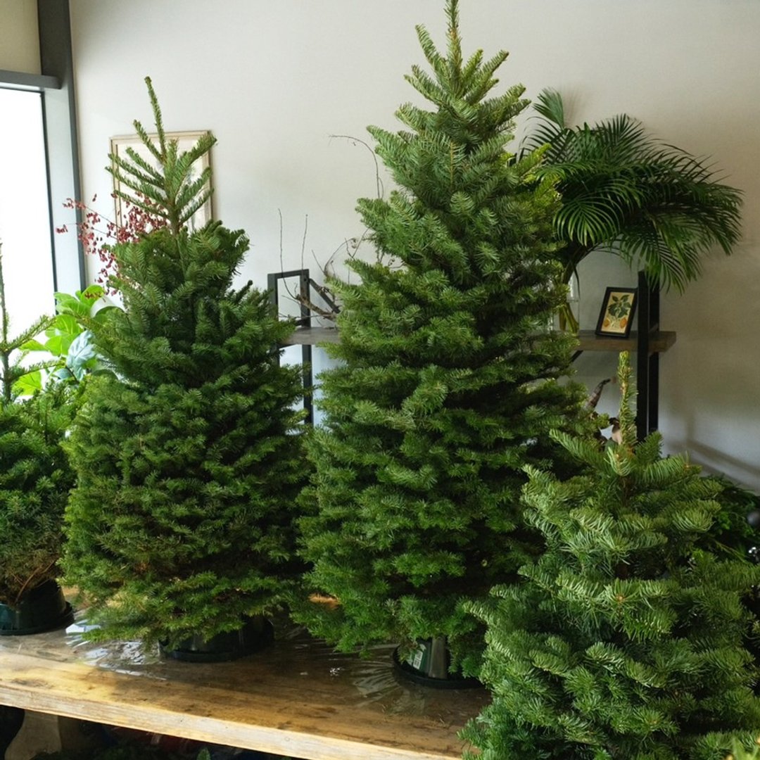 进口 Noble Fir 诺贝松冷杉圣诞树 - 植栽/盆栽 - 植物．花 绿色
