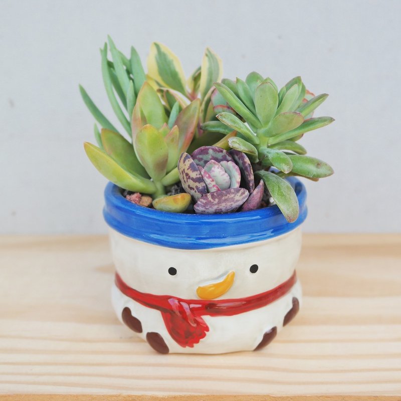 豆豆多肉植物与小杂货-圣诞雪人植栽组合 - 植栽/盆栽 - 植物．花 