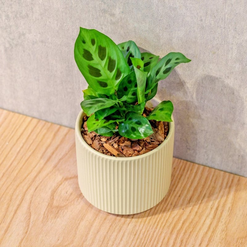 绿豹竹芋 莫兰迪色系直纹陶盆 室内植物 观叶植物 礼物 盆栽 - 植栽/盆栽 - 植物．花 黄色