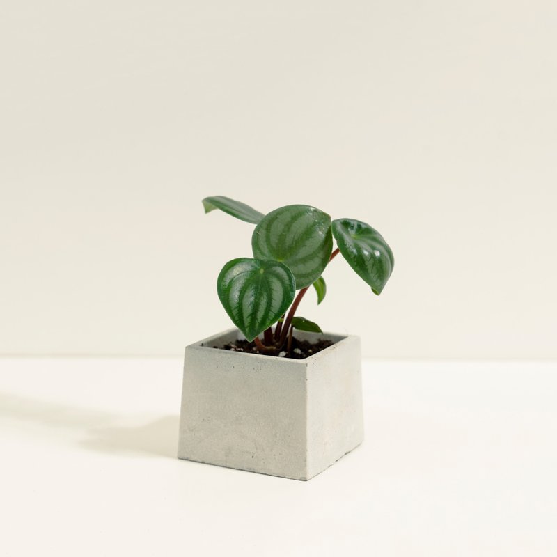 西瓜皮椒草│泥作系列│福所栽 - 植栽/盆栽 - 水泥 绿色