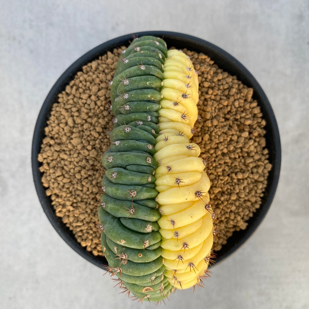 多闻柱锦 | 仙人掌科 | 多肉  仙人掌 | Echinopsis pachanoi - 植栽/盆栽 - 植物．花 