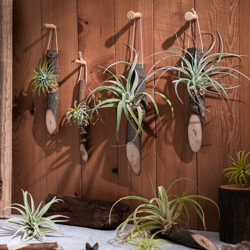 【空凤棒棒】空气凤梨 壁挂装饰 居家布置| 莳光 - 植栽/盆栽 - 植物．花 