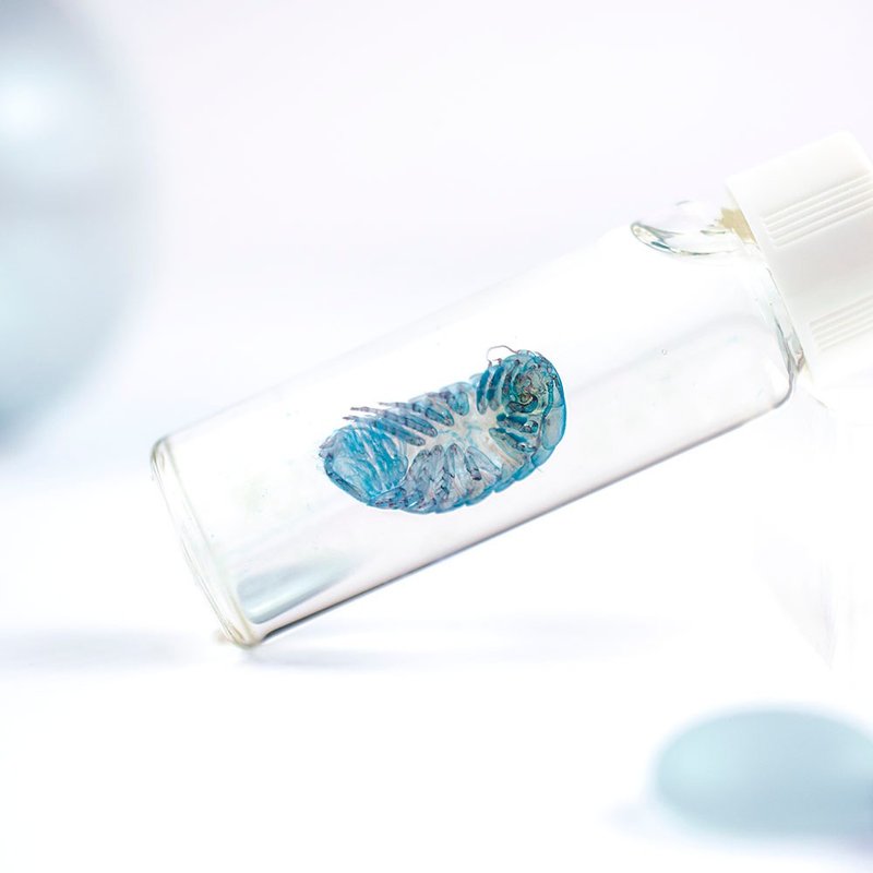 透明标本 具足虫 甲壳类标本 台湾海洋生物 - 摆饰 - 玻璃 多色