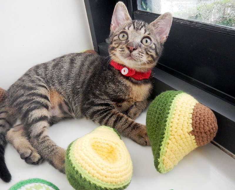 毛线编织猫草玩具 猫咪玩具 猫薄荷 酪梨 - 玩具 - 其他材质 绿色