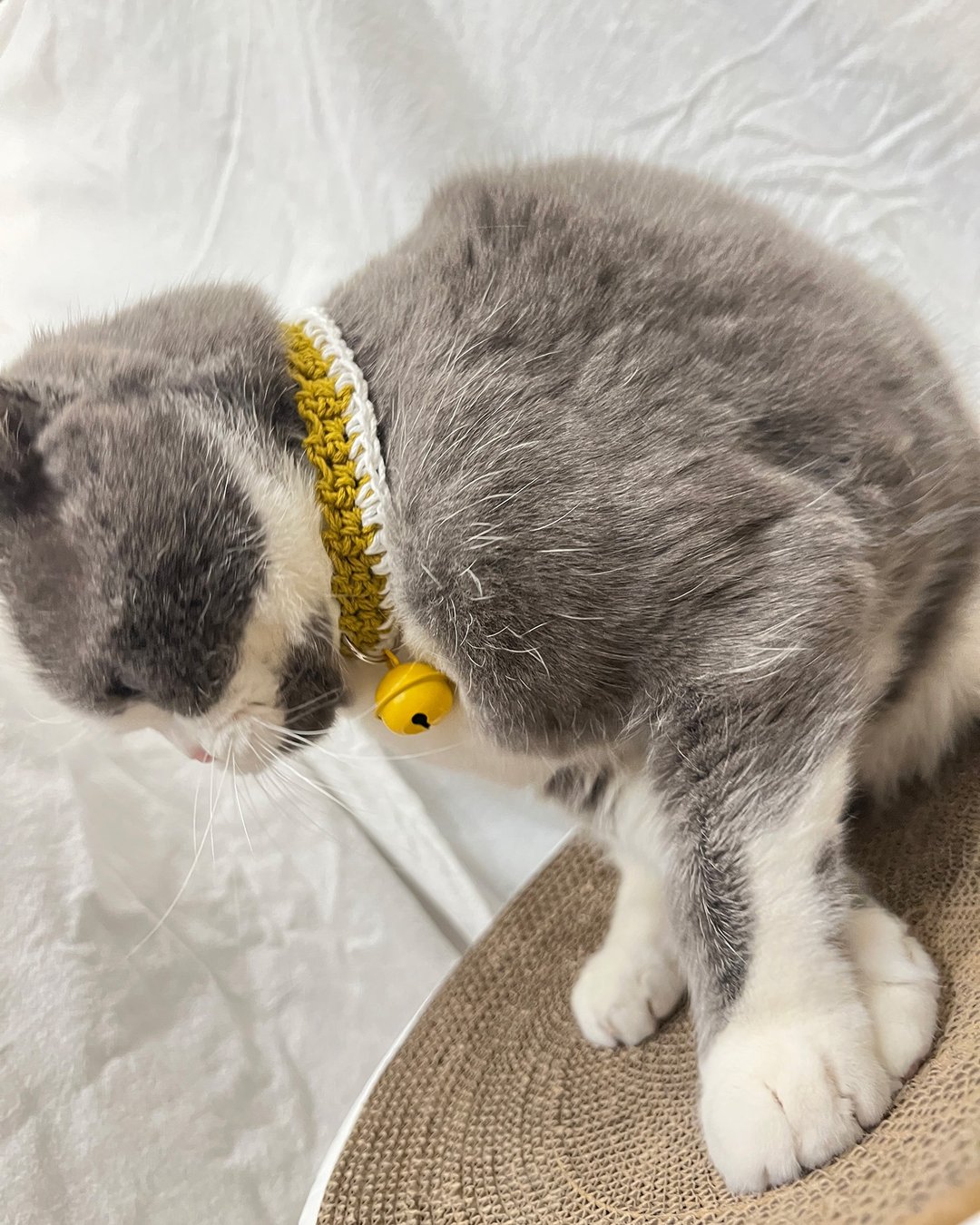 【铃铛+安全扣】纯棉猫项圈-芥末黄+白 纯棉/安全项圈/黄铃铛 - 项圈/牵绳 - 棉 