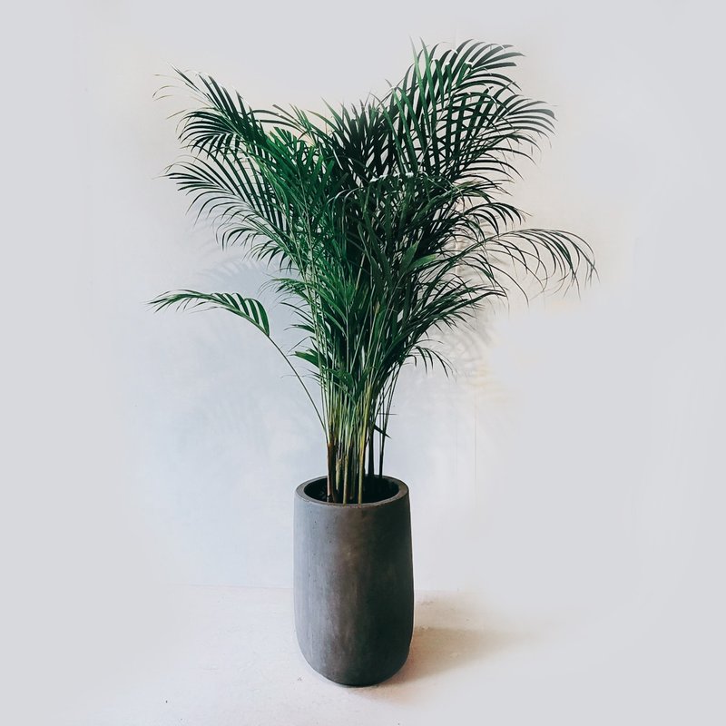 黄椰子 - 植栽/盆栽 - 植物．花 灰色