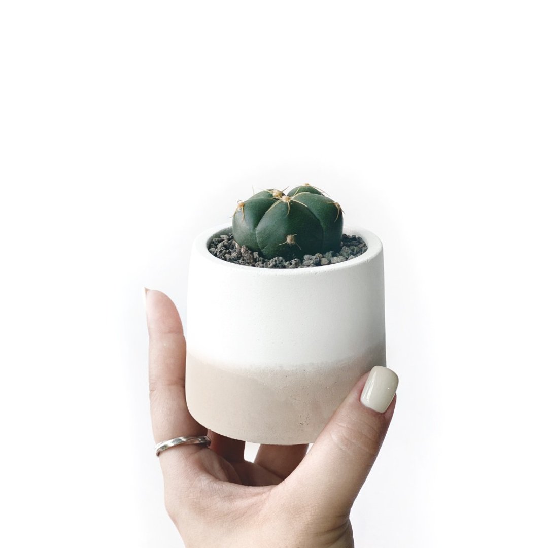 奶茶系列 | 圣王丸仙人掌 圆形双色水泥仙人掌植栽 - 植栽/盆栽 - 植物．花 卡其色