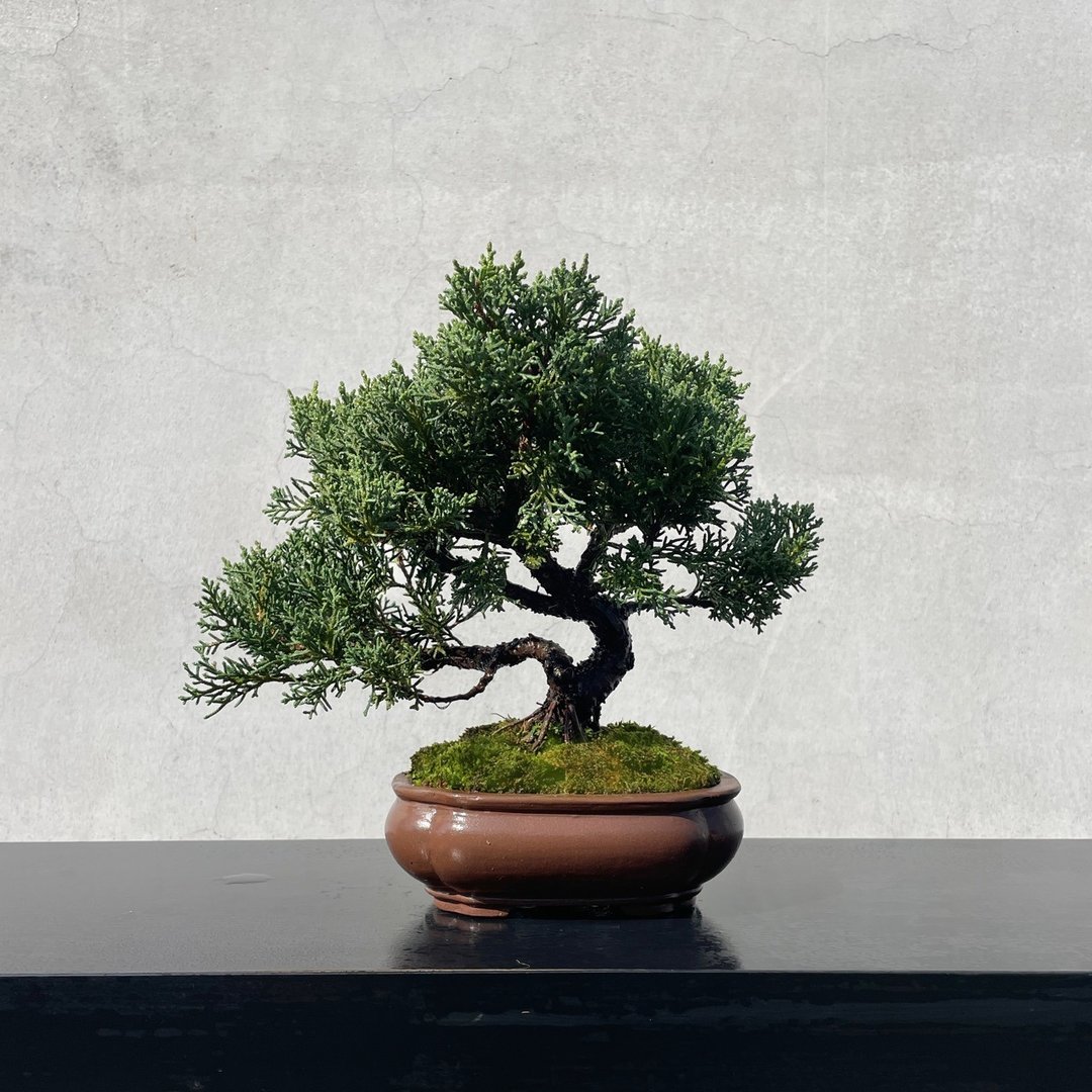 小品盆栽 - 纪州真柏 盆景 送礼 - 植栽/盆栽 - 植物．花 