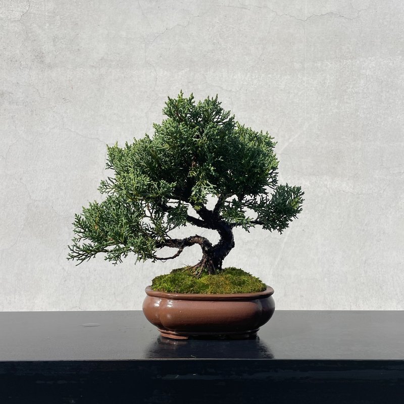 小品盆栽 - 纪州真柏 盆景 送礼 - 植栽/盆栽 - 植物．花 