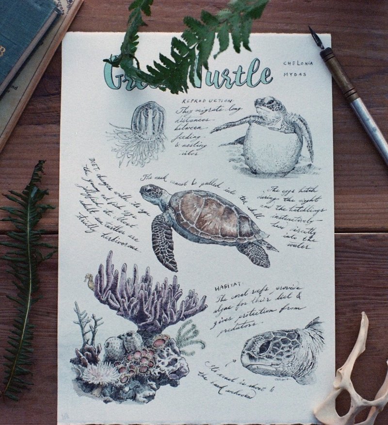 台湾野生动物系列卡片-绿蠵龟 - 卡片/明信片 - 纸 