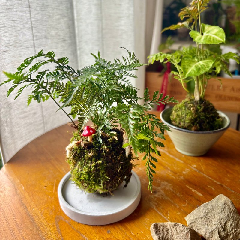 企业团体课程 | 雨林系手作植物苔球体验_台北手作课程 - 植栽 - 植物．花 