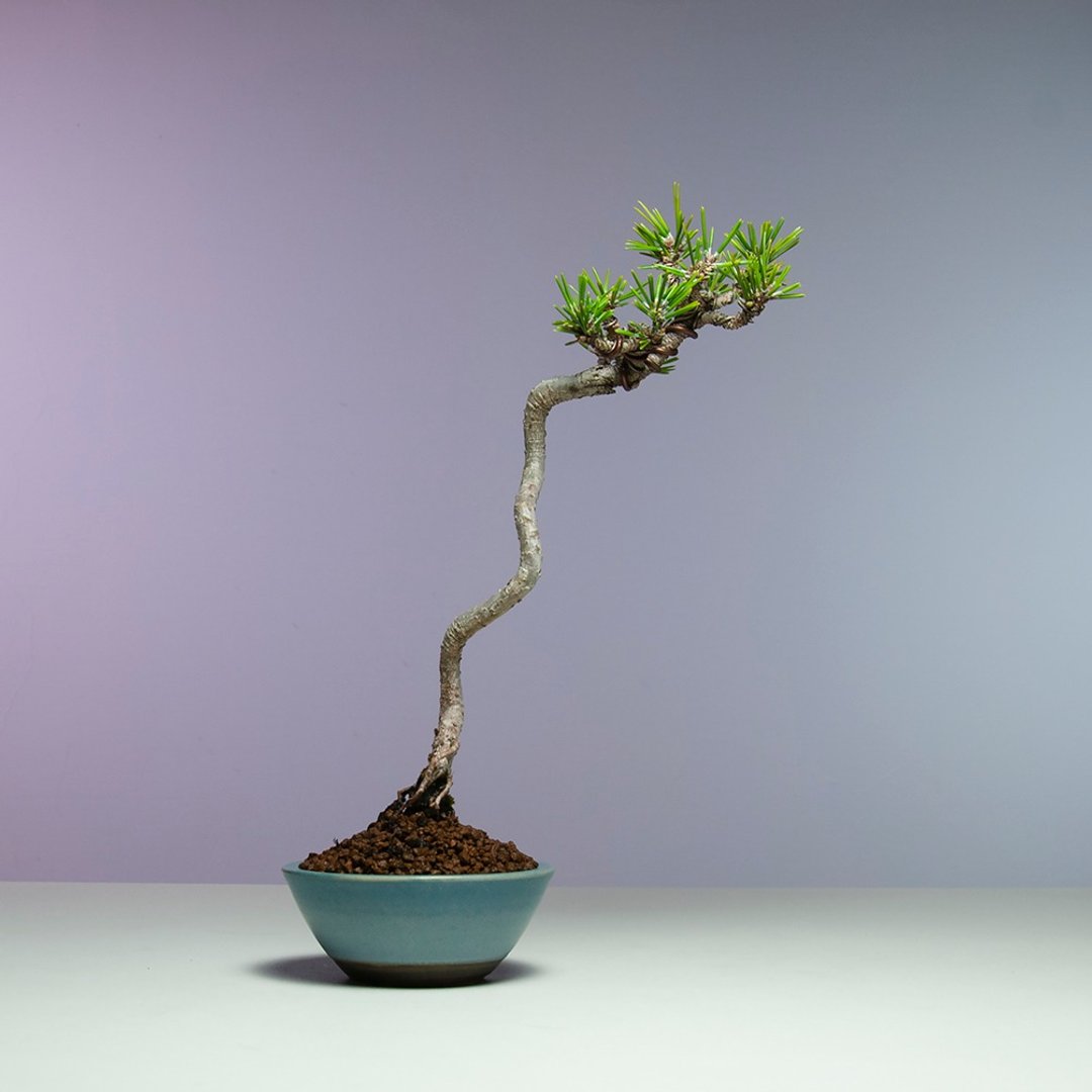 小品盆景/文人千寿丸黑松 - 植栽/盆栽 - 植物．花 