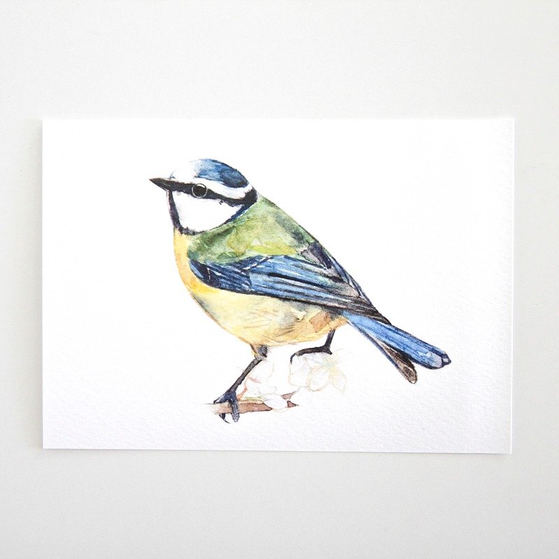 鸟·明信片·万用卡·0010 - 卡片/明信片 - 纸 