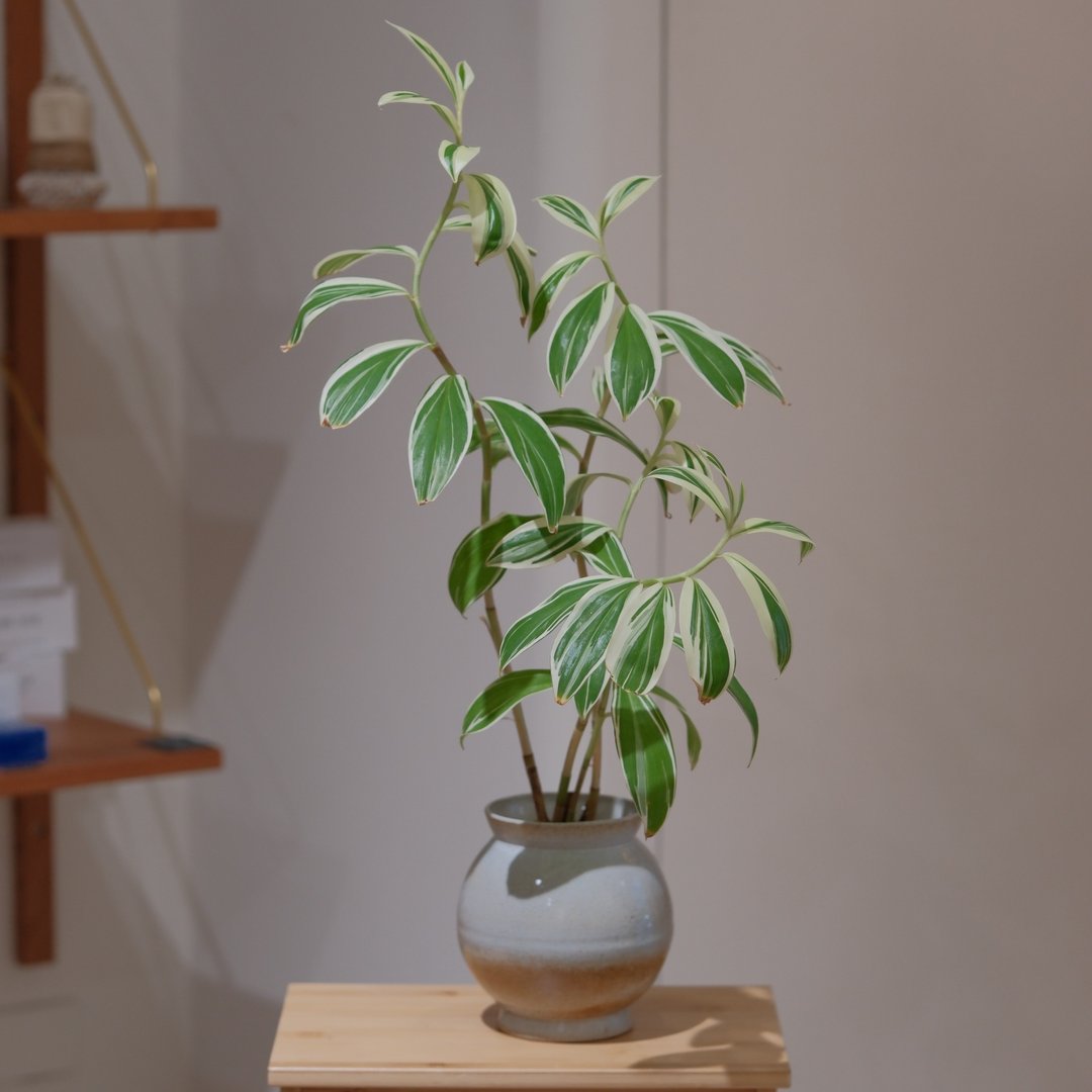 斑叶闭鞘姜 - 植栽/盆栽 - 植物．花 