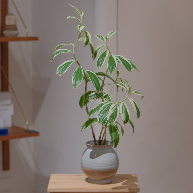 斑叶闭鞘姜 - 植栽/盆栽 - 植物．花 