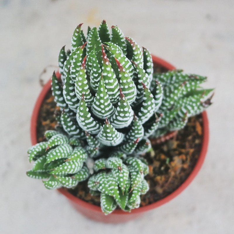 【豆豆多肉】【鹫之爪】乔迁│送礼│升迁│多肉植物 - 植栽/盆栽 - 植物．花 绿色