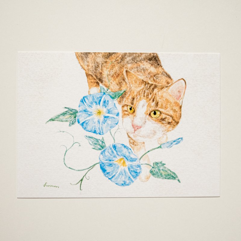 明信片 猫与牵牛花 - 卡片/明信片 - 纸 多色