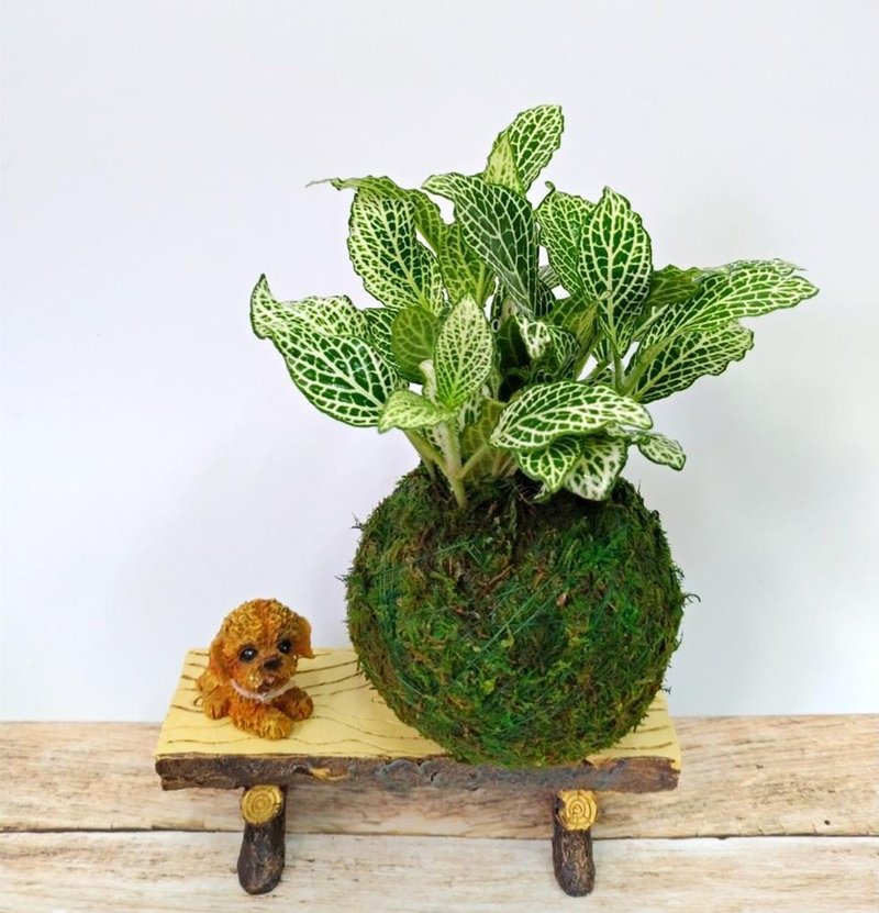 MomoY定制-居家幸福苔球 苔玉 绿色水苔 五行幸运植物 白网纹 - 植栽 - 植物．花 