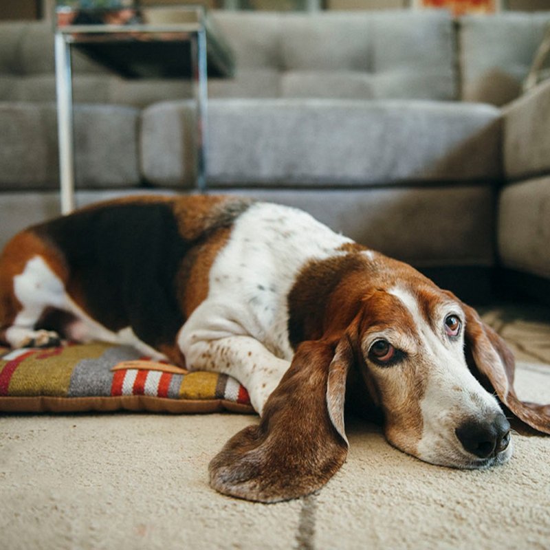 宠物床垫 睡垫 地平线舒活垫 M (4色) 可机洗 - 床垫/笼子 - 环保材料 