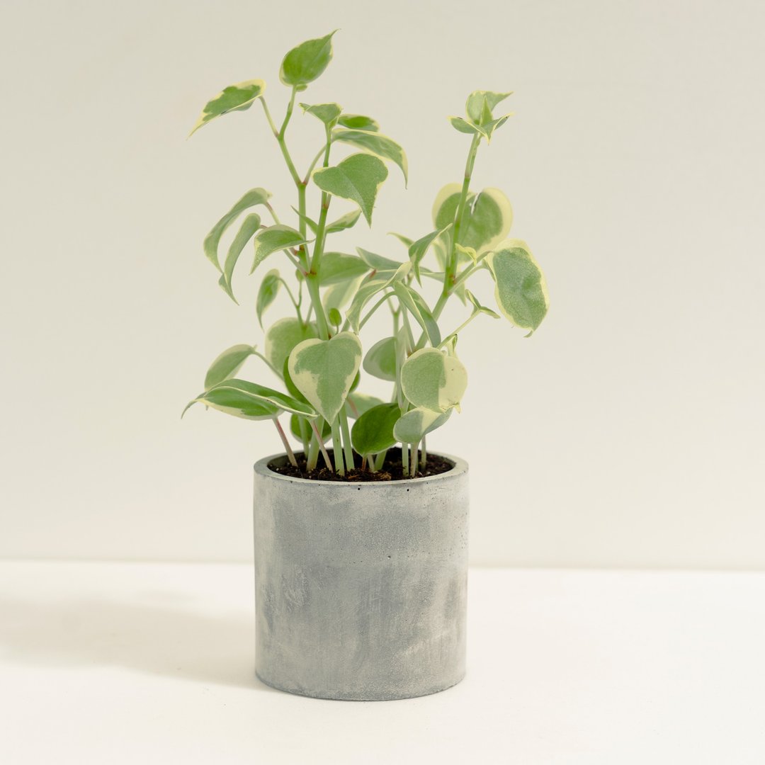 斑叶垂椒草│泥作系列│福所栽 - 植栽/盆栽 - 水泥 绿色