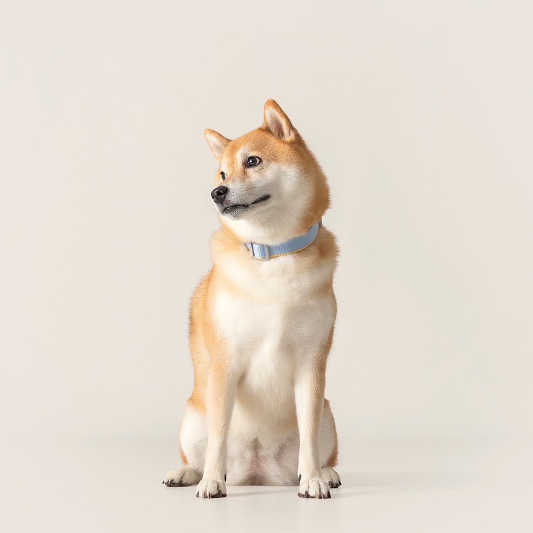 【tails&me 尾巴与我】新经典系列 犬项圈(双色 共6色) - 项圈/牵绳 - 尼龙 多色