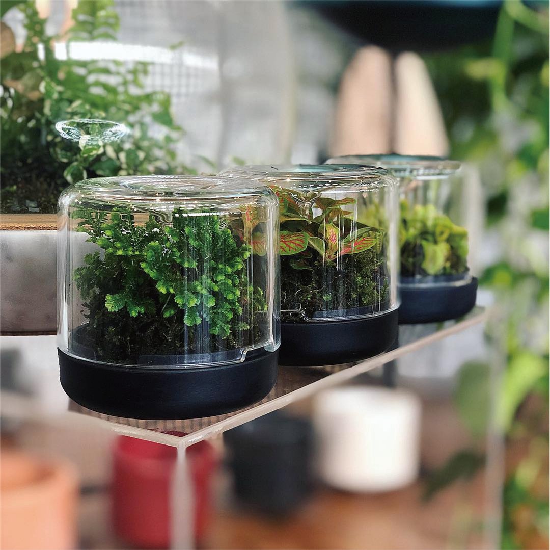 环保再塑雨林瓶三入组  办公室室内植栽 不含植物 观叶多肉适用 - 植栽/盆栽 - 其他材质 