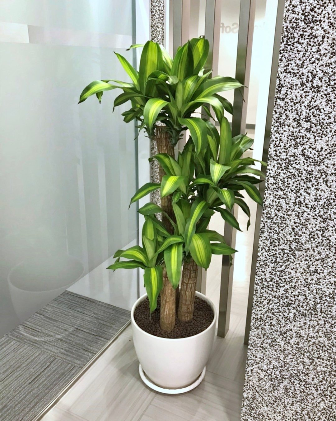 【限新竹地区】【送礼盆栽】巴西铁树 | 经典水缸瓷盆 | 雾面白 - 植栽/盆栽 - 植物．花 