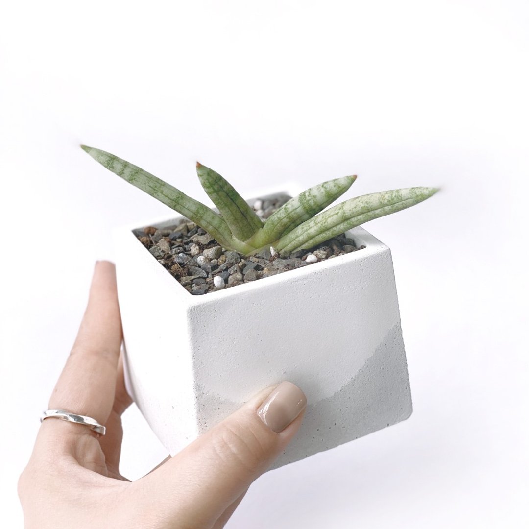 (预购) 白灰渐层系列 | 佛手虎尾兰 稀有虎尾兰 方形双色水泥植栽 - 植栽/盆栽 - 植物．花 灰色