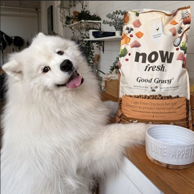 【狗主食】now 鸡肉 中型成犬 高汤天然粮 干湿两吃 狗饲料 狗粮 - 狗罐头/鲜食 - 新鲜食材 
