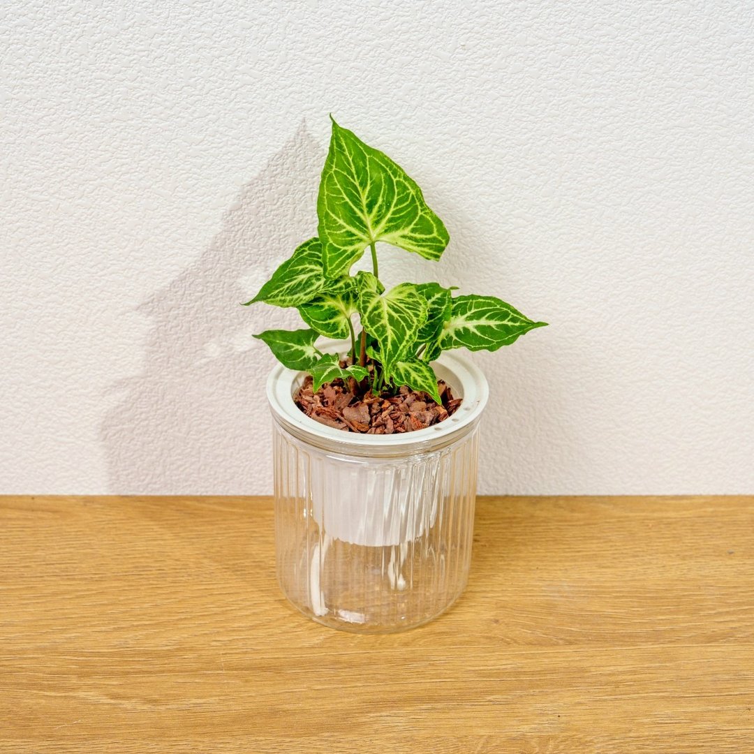 蜡染合果芋 免浇水盆栽 室内植物 观叶植物 礼物 盆栽 办公室小物 - 植栽/盆栽 - 陶 透明