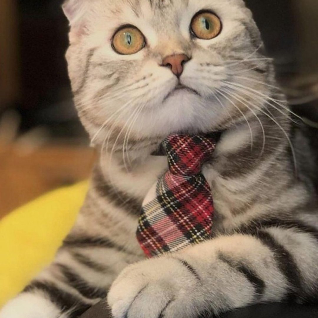 Ella Wang Design Tie 宠物  领带 猫 狗  格纹 绅士 - 项圈/牵绳 - 棉 红色