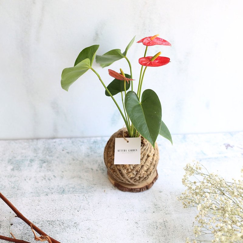 PD17火鹤小苔球 / 懒人植物 新年贺礼 - 植栽/盆栽 - 植物．花 