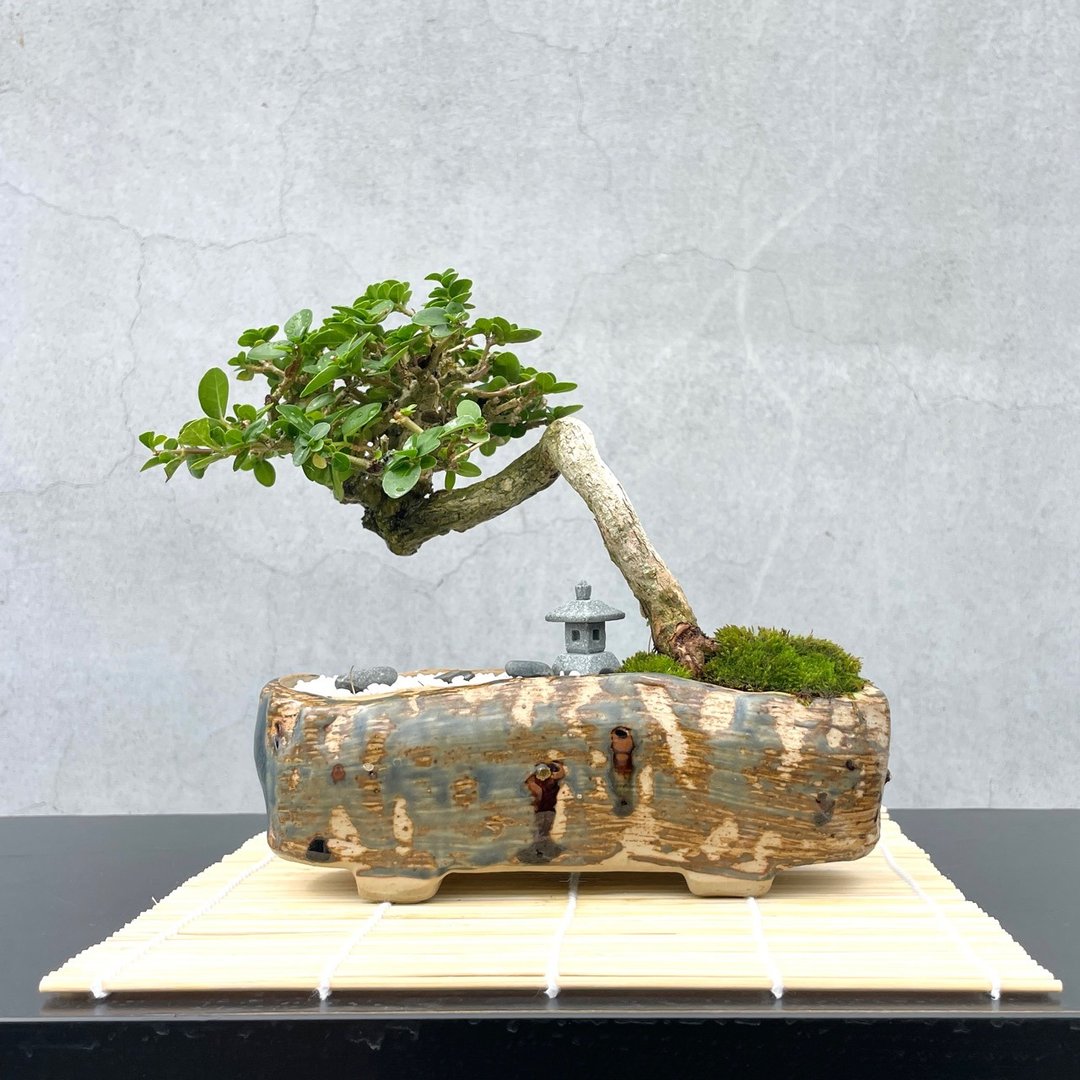 小品盆栽 - 寿娘子 日式庭院组合 送礼 - 植栽/盆栽 - 植物．花 
