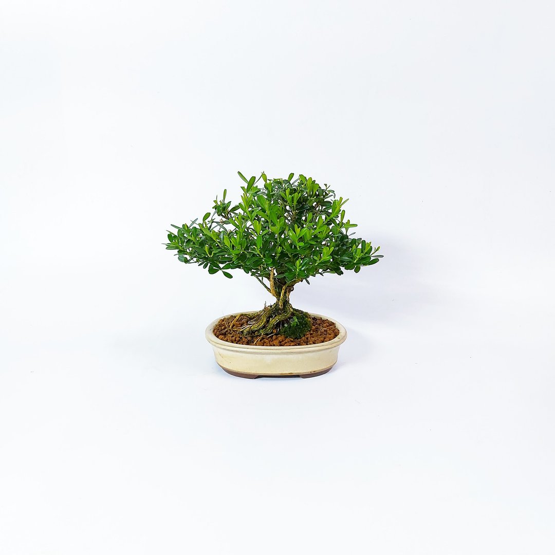 小品盆栽【立木・雀舌黄杨・ヒメツゲ 】 - 植栽/盆栽 - 植物．花 